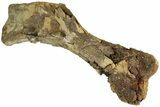 Sub-Adult Hadrosaur (Edmontosaurus) Left Humerus - Wyoming #232746-2